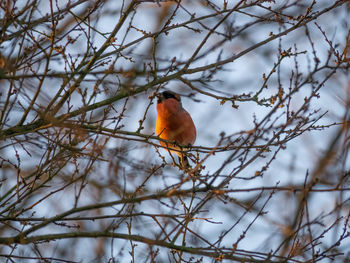 Low angle view of bird perching on branch