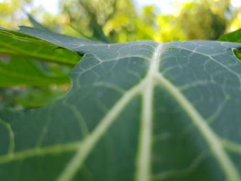 Close-up of fresh green leaf