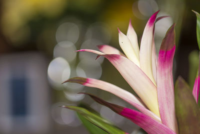 Close-up of pink flowers blooming outdoors