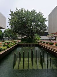 Trees by water against clear sky