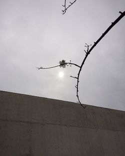 Low angle view of bird against sky