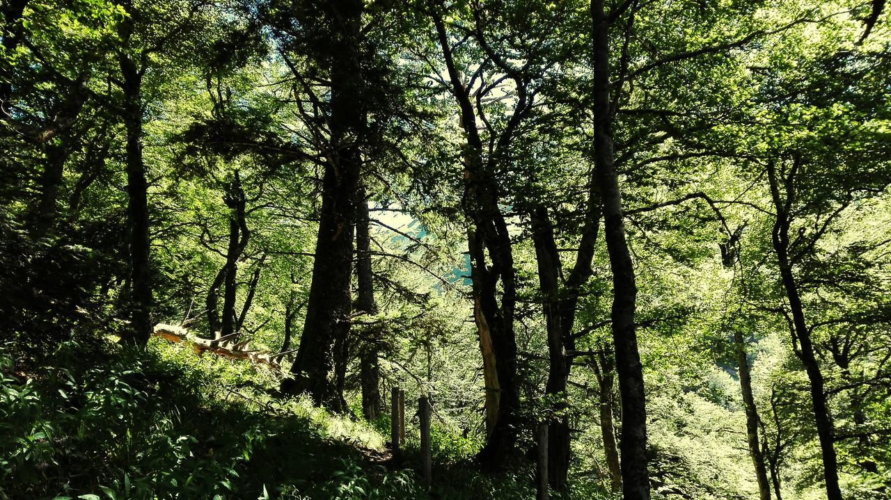 VIEW OF TREES IN FOREST