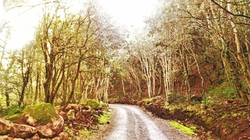 Empty road amidst trees in forest during autumn