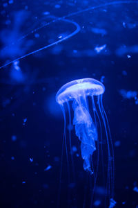 Close-up of jellyfish swimming in sea