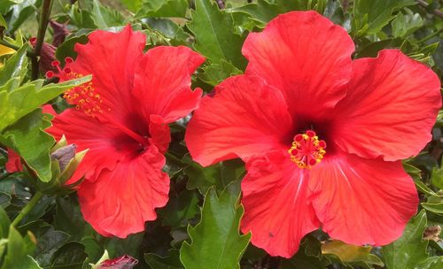 Close-up of red hibiscus blooming outdoors