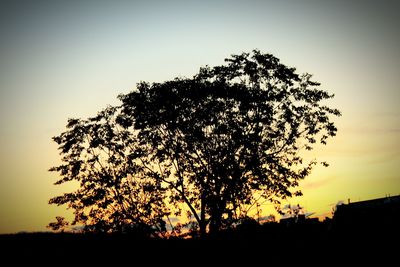 Silhouette tree against sky during sunset