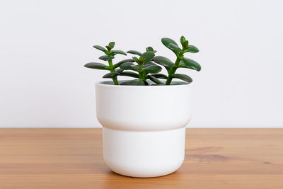 Close-up of potted plant on table against wall