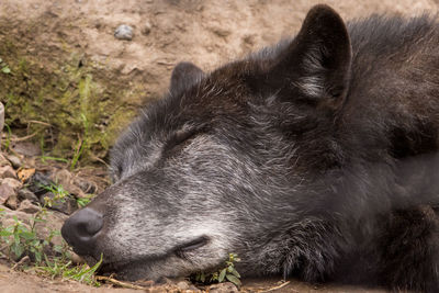 Close-up of cat sleeping on field