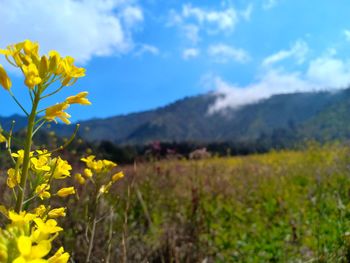 Yellow flowering plants on field against sky