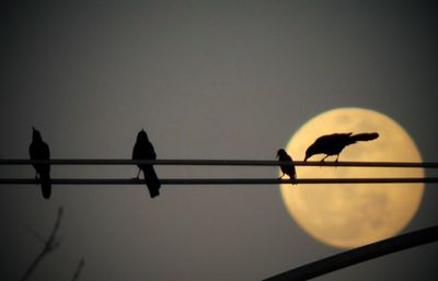 Low angle view of bird perching on tree