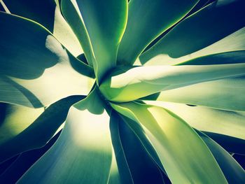 Detail shot of palm leaf