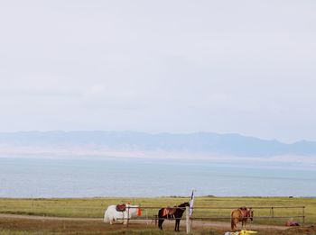 View of a horse on the beach