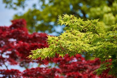 Low angle view of red leaves on tree