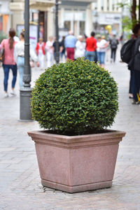 Bush taxus in a rounded ball shape on sidewalk in city