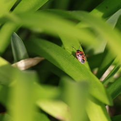Close-up of fly on leaf