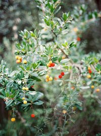 Close-up of berries on tree