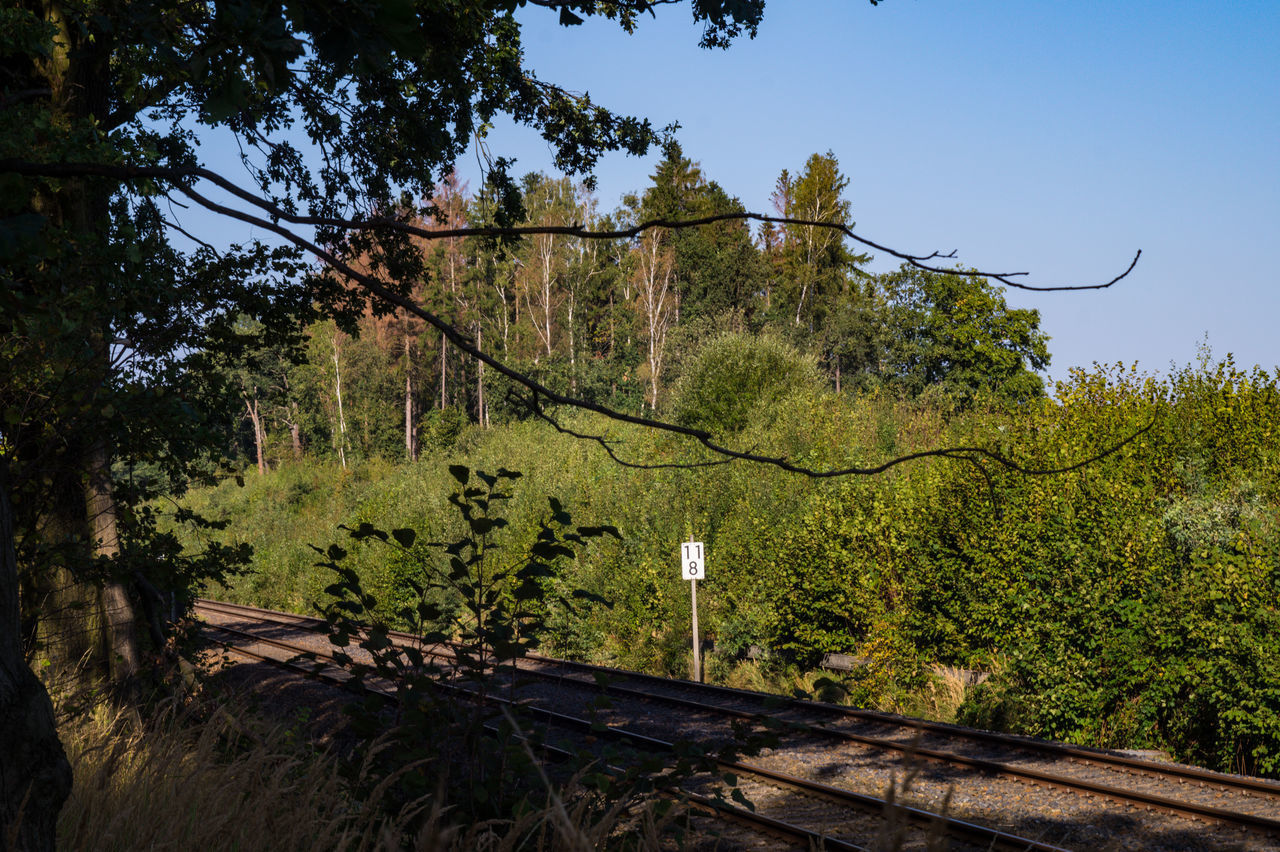 SCENIC VIEW OF FOREST AGAINST SKY