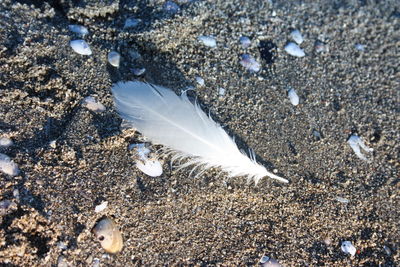 High angle view of feather on beach