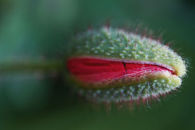 Close-up of red flower on plant