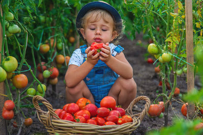 Portrait of cute girl picking tomatoes