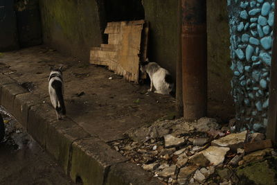 Stray cats on the street