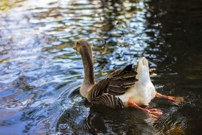 Duck swimming in lake