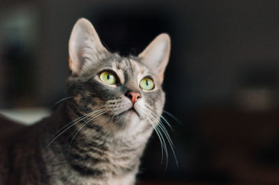 Close-up portrait of a cat looking away