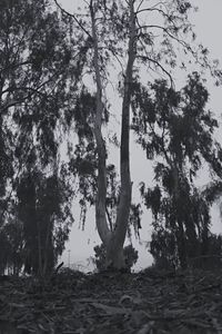 Trees against sky