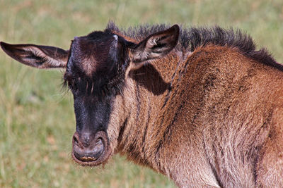 Close-up of a horse