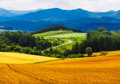 Scenic view of agricultural field against sky