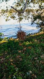 Close-up of plants by lake against sky