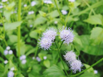 Close-up of purple flowering plant