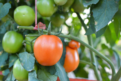 Close-up of tomatoes hanging on plant at farm