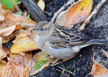 High angle view of bird perching on a field