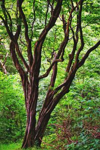 Trees and plants growing in forest