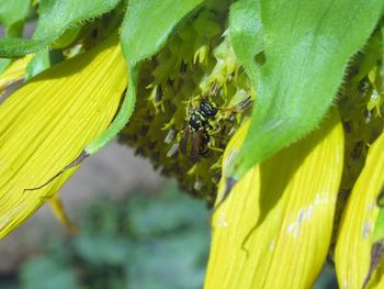 Close-up of insect on plant