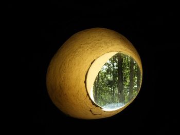 Close-up of tree against black background
