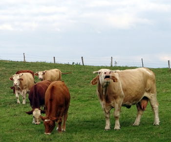 Cows grazing on grassy field against sky