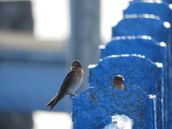 Close-up of birds perching on wall