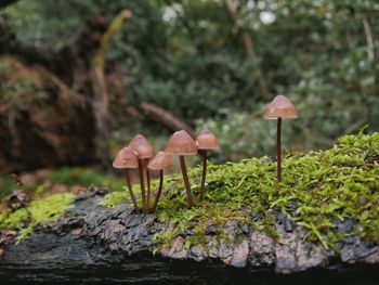 Close-up of mushroom growing on plant