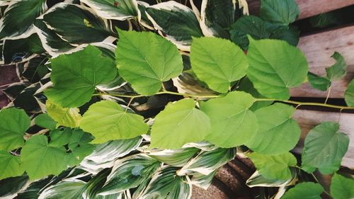 Close-up of green leaves on plant