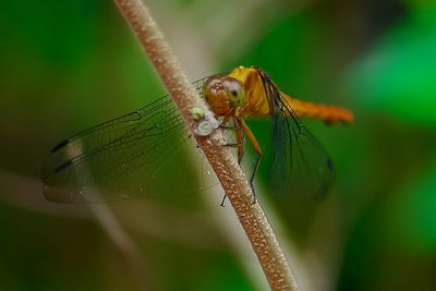 Close-up of damselfly on leaf