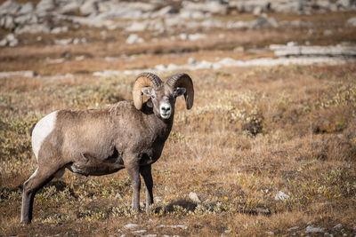 Male bighorn sheep posing and looking at the camera during rutting season, jasper n.park, canada