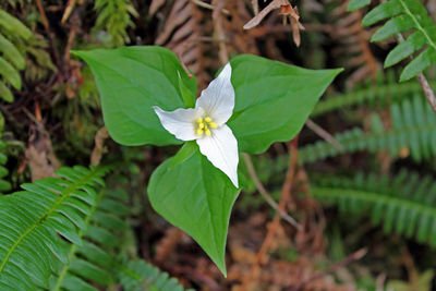 Close-up of flowers