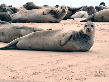 Seals relaxing at beach