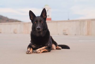 Portrait of dog on beach against sky