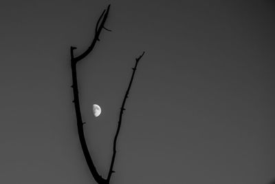 Low angle view of moon against clear sky
