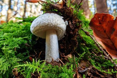 Close-up of mushroom growing on tree trunk