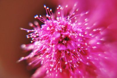 Close-up of pink flower