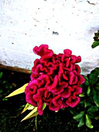 Close-up of pink rose flower